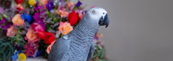 "Doehoeg" Het ontroerende afscheid van papegaai Tjieko